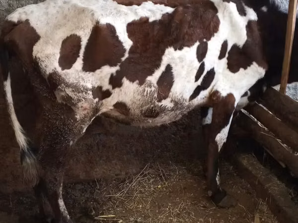 Cow, Ayrshire