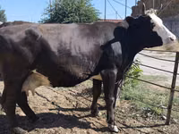 Vaca, Raza Kalmyk — foto 3
