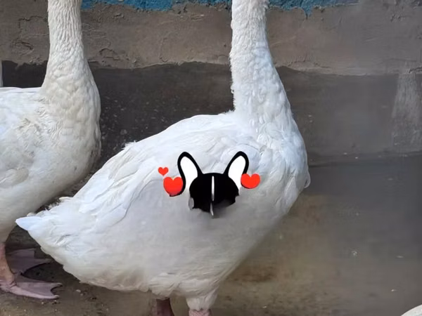 تشاينيز