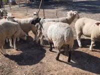 公羊, Ile-de-France sheep — 照片 4