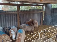 公羊, Rhon sheep — 照片 2