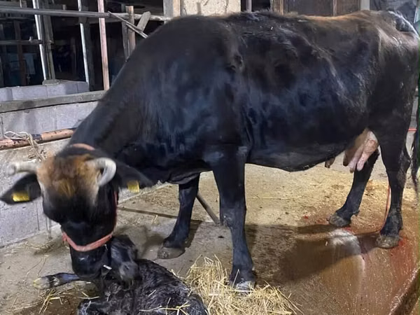 Cow, Alatau breed