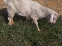 公山羊, Saanen goat — 照片 3