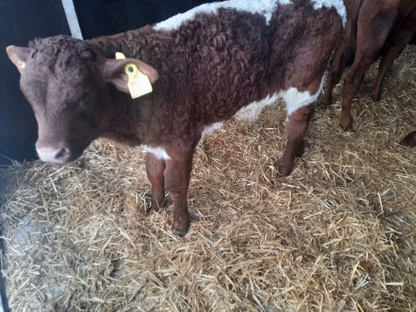 Bull, Limousin cow