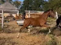 Horse (M), Dutch warmblood horse — photo 4