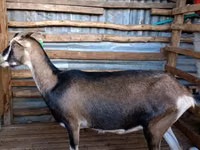 ماعز (دفعة، الجنس غير محدد), Nubian Goat — الصورة 1