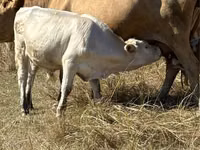 Bull, Red Polled Cow — photo 1