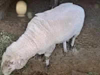 Widder, Merino sheep — Foto 2