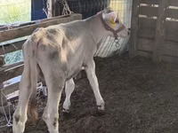 Bull, Swiss cattle — photo 4