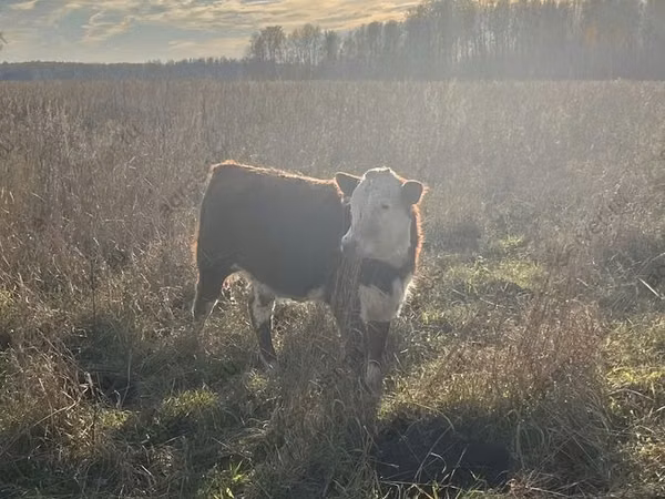 Cow, Russian Black pied cattle