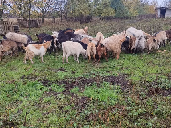 Goat, Goats