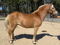 Mare, Haflinger — photo 2