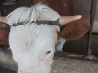 公牛, Holstein breed — 照片 6