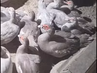 Ducks — Foto 2