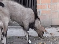 Ziegenbock, Nubian Goat — Foto 4