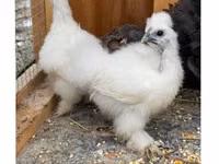 Silkie — photo 1