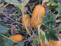 Продаю тыкву для животных — Foto 2