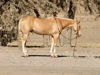 Hengst, Quarter Horse — Foto 2