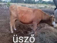 Vaca, Raza gris húngara — foto 1