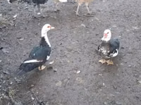Датская несушка — фото 3