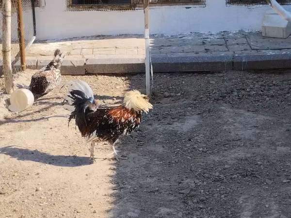 Chickens