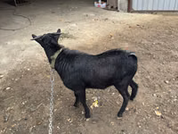 Ziegenbock, Murcia-Granada goats — Foto 3