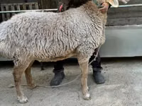 نعجة, Arashan sheep — الصورة 2