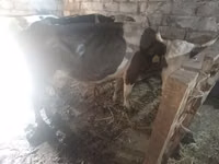 Vaca, Simmental cattle — foto 3