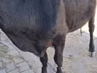 गाय, मवेशी — फ़ोटो 1