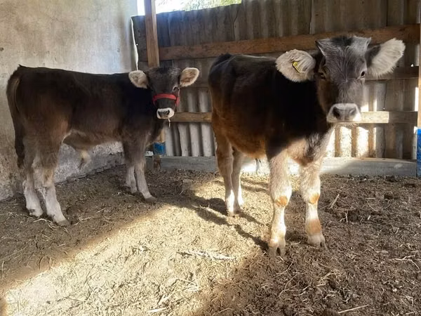 Cattle (batch, sex not specified), Swiss cattle
