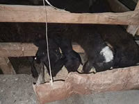 Ram, Sheep — photo 3