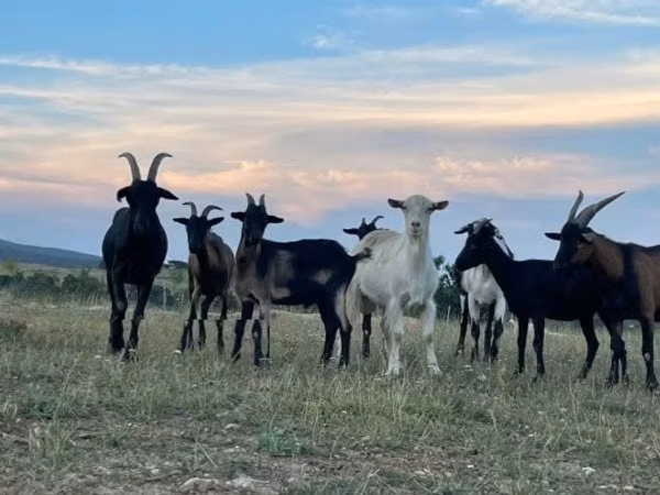 Cabras (lote, sexo no especificado), Alpine goat