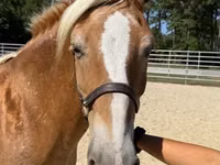 Mare, Haflinger — photo 3