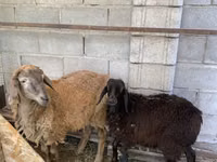 كبش, Small-tailed Han sheep — الصورة 3