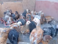 Chickens — फ़ोटो 6