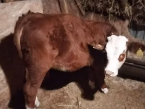 Vaca, Vaca Limousin