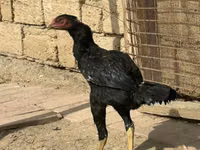 Chickens — photo 2