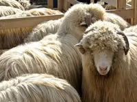 Sheep, Bessarabian sheep — photo 2