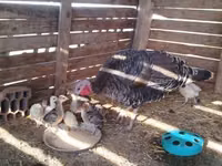Turkeys — Foto 2
