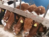 公牛, Simmental cattle — 照片 1