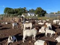 Cabras (lote, sexo no especificado), Boer goat — foto 1