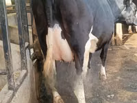 母牛, Holstein breed — 照片 1