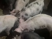 Cerdos (lote, sexo no especificado), Cerdos — foto 4