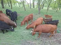 Cattle (batch, sex not specified), Dexter — photo 2