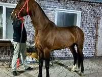 घोड़ा, Orlov Trotter — फ़ोटो 2