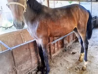 Horse (M), Horses — photo 1