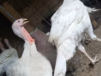 بيغ 6 — الصورة 5
