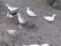 Ducks — Foto 2