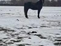 घोड़ा, Lipizzaner — फ़ोटो 1