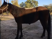 Caballo, Tatar horse — foto 2